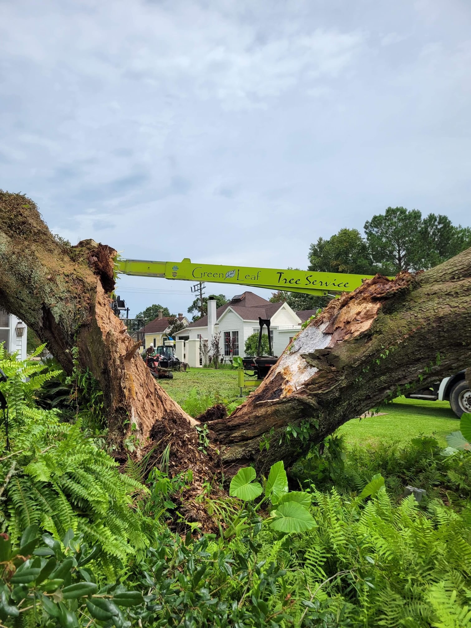 Tree removal services - Green Leaf Tree Service - Lafayette, LA