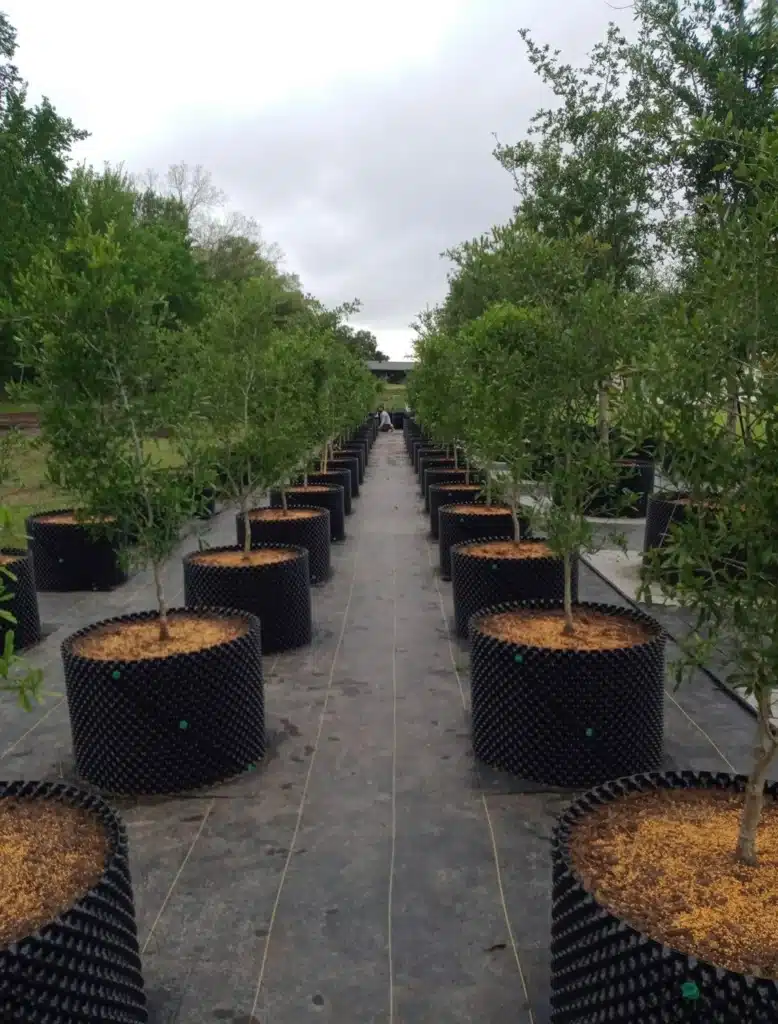 Container-grown Live Oak Trees - Green Leaf Tree Service - Lafayette, LA